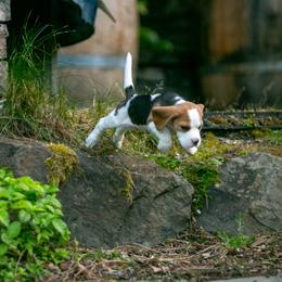 Beagle and Cavalier King Charles Spaniel Puppies from Kazuri Beagles and Cavaliers