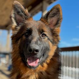 Raya - German Shepherd