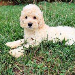 Cove with training - Buff and white male Cockapoo puppy in Boonville, North Carolina from Doods & Dolls