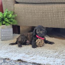 F1B Meet Lila :) - Brown female Cavapoo puppy in Centerville, Iowa from Barnyard Dachshunds, Dals & Doodles