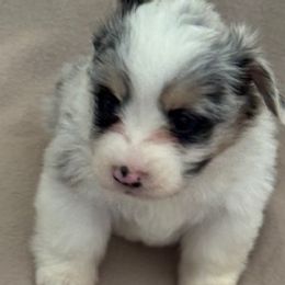 Girl 1 - Blue merle and white female Cardigan Welsh Corgi puppy in Huntington Beach, California from Lucky Puppies