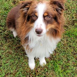 Copper - Miniature Australian Shepherd