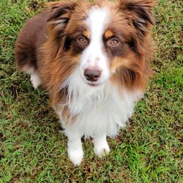 Copper - Miniature Australian Shepherd