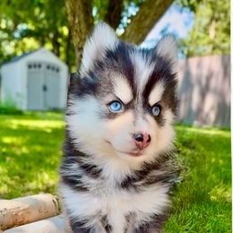 Iris - No transport fee - - Black and white female Pomsky puppy in Wausau, Wisconsin from Arctic Star Pomskies