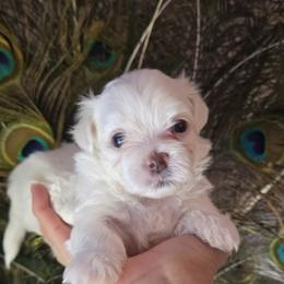 Maltese Puppies from Vegas Maltese
