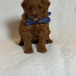 Remi - Red  male Goldendoodle puppy in Estesburg, Kentucky from Wet Goldendoodle Kisses