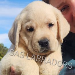 Girl 1 - Labrador Retriever puppy from Sweet As Sugar Labradors