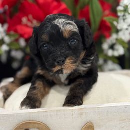 Cosmic Brownie - Merle male Cavapoo puppy in Apple Valley, California from Fletcher Fuzzy Friends