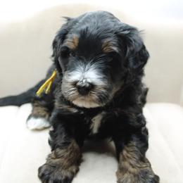 Chad - Black and white male Bernedoodle puppy in Saratoga Springs, Utah from Saratoga Springs Doodles