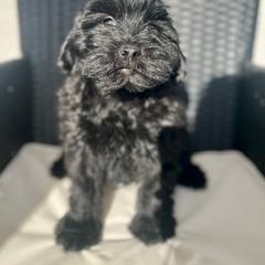 Cavapoo and Whoodle Puppies from Perfect Pawzabilities