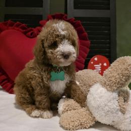 Toby Micro Mini - Red  male Goldendoodle puppy in Bristol, Tennessee from 4goldendoodles