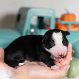 Raven - Black and white female Border Collie puppy in Conway, Missouri from 2J 2K Border Collies | Maremma Sheepdogs