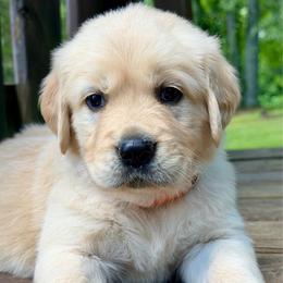 Buttons - Light golden female Golden Retriever puppy in Doniphan, Missouri from Stockford’s Golden Retrievers