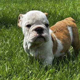 Brownie - Fawn and white male Bulldog puppy in Sanborn, New York from Anthony Manor Bulldogs