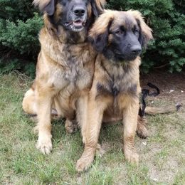 Leonberger All Grown Up from Rev It Up Kennel
