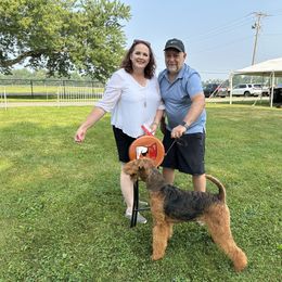 Airedale Terrier All Grown Up from Royal Aire Kennel