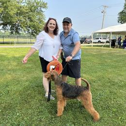 Airedale Terrier All Grown Up from Royal Aire Kennel