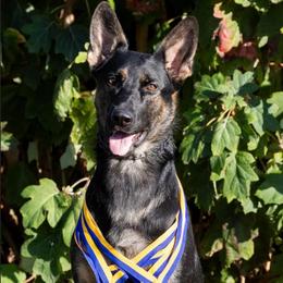 Calli - German Shepherd
