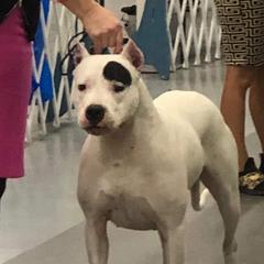 Demee - Dogo Argentino