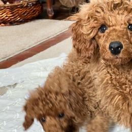 Girl 2 - female Poodle puppy in Colerain, North Carolina from Lisa's Poodles