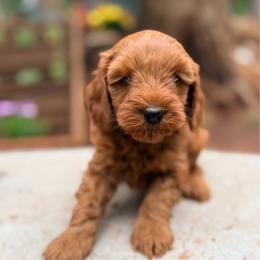 Hulk - Red  male Goldendoodle puppy in Pollock Pines, California from Penny Lane’s Doodles