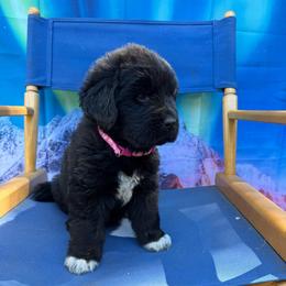 Pinky girl - Black female Newfoundland puppy in Squaw Valley, California from Bear Mountain