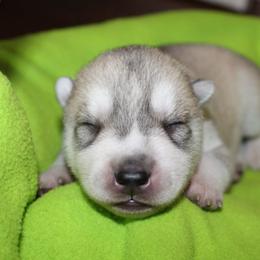 Purple - Gray and white male Siberian Husky puppy in Le Sueur, Minnesota from Tevana Siberians LLC