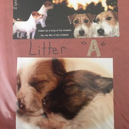 Beagle, Jack Russell Terrier, and Russell Terrier Puppies from Mountain Top