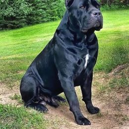 Ghost - Cane Corso