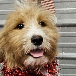 Girl 2 pink girl - Goldendoodle puppy from Kat's Teddydoodles