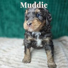Muddie - female Australian Mountain Doodle puppy in Escondido, California from North County Doodles