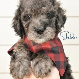 Sheldon Cooper - Merle male Goldendoodle puppy in Dayton, Ohio from Perks Court Doodles