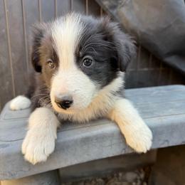 Han - Black and white male Border Collie puppy in Mckinney, Texas from Border Collies of Ruidoso