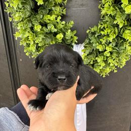 Red Boy - Black male Miniature Schnauzer puppy in Oneonta, Alabama from Murphree Valley Kennels