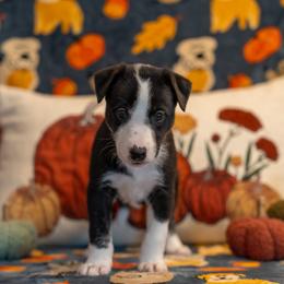 Border Collie, Papillon, Sporty Mix, and Whippet Puppies from Old Hemp Border Collies / Open Horizon Sport Dogs