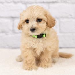 Finn - Apricot male Maltipoo puppy in Salt Lake City, Utah from Marlene's Doodles
