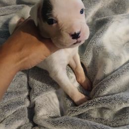 Roxi - White female Boxer puppy in Cannon Falls, Minnesota from Pattys Boxers and Bulldogs