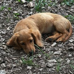 Poppy - Dachshund