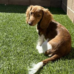 Dachshunds from Doxiequad