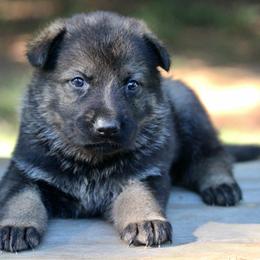 Female-1 - Sable female German Shepherd puppy in Cumming, Georgia from Cainedelup