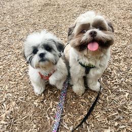 Shichon puppies from Manor Hills Shih Tzus