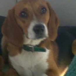 Beagle All Grown Up from Hamptons Ridge Beagles