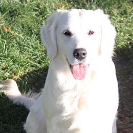 Coco - Golden Retriever