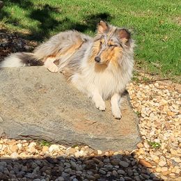 Legand - Collie