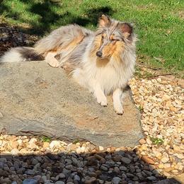 Legand - Collie