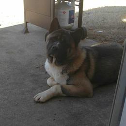 Koda Bear - Akita