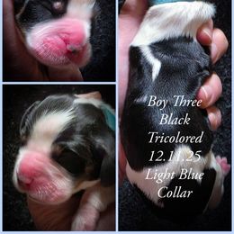 Boy 3 - Black white and tan male English Springer Spaniel puppy in Silverdale, Washington from TimberVale Springers