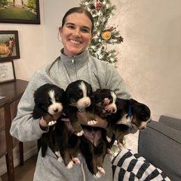 Bernese Mountain Dog Puppies from Berner Acre Woods