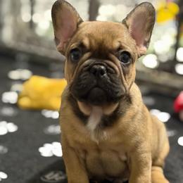 Boy 3 - Fawn male French Bulldog puppy in Miami, Florida from Oceanside French Bulldogs