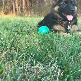 German Shepherd Puppies from Countryside Kennel